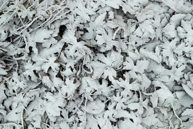 Leaves and grass covered with hoarfrost. Abstract floral background, garden and winter concept. Frost texture, close up, flat lay, top view