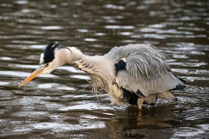 Grey heron (Ardea cinerea cinerea) standing in shallow water and shaking water out of its feathers, water droplets splashing in all directions, feathers sticking out, surrounded by gentle waves, symbolic image wetness, rainy weather, bathing, hairstyle, visit to the hairdresser necessary, humour, funny, Hesse, Germany, Europe