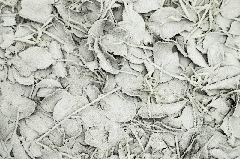 Leaves and grass covered with hoarfrost. Abstract floral background, garden and winter concept. Frost texture, close up, flat lay, top view