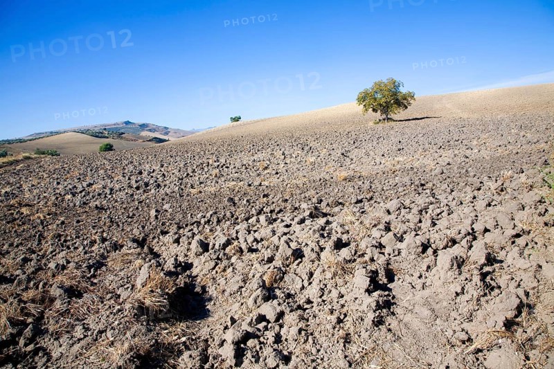 Lone tree standing in ploughed field with blue sky near El Gastor, Cadiz province, Spain, Europe