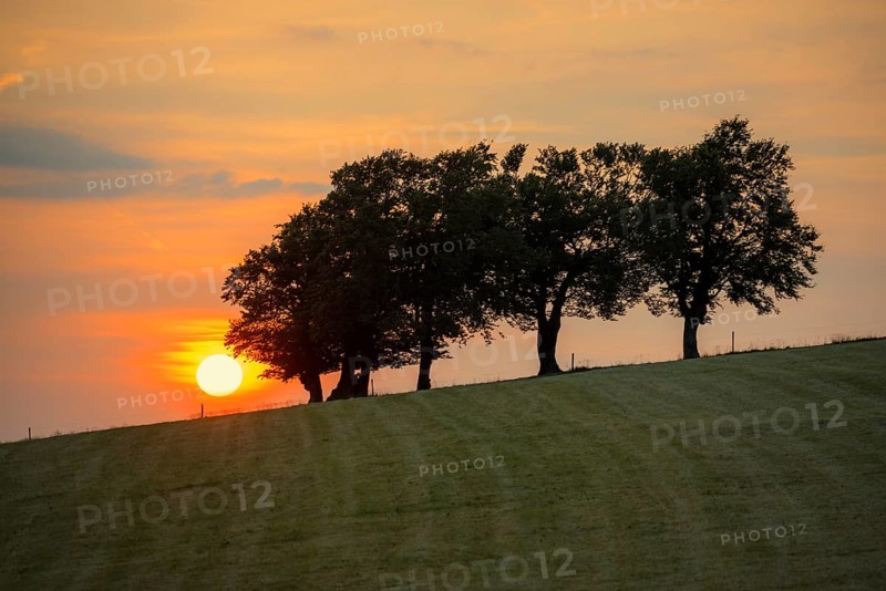 Wind beech trees and sunset, Hofsgrund, Oberried, Schauinsland, Black Forest, Baden-Württemberg, Germany, Europe