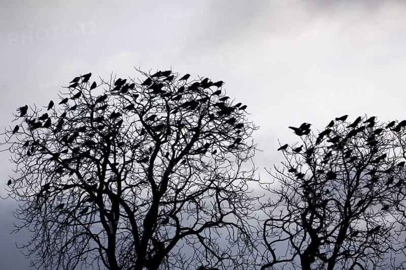 Roosting tree of a flock of crows, crows in a tree in the morning, Middle Elbe Biosphere Reserve, Dessau-Roßlau, Saxony-Anhalt, Germany, Europe