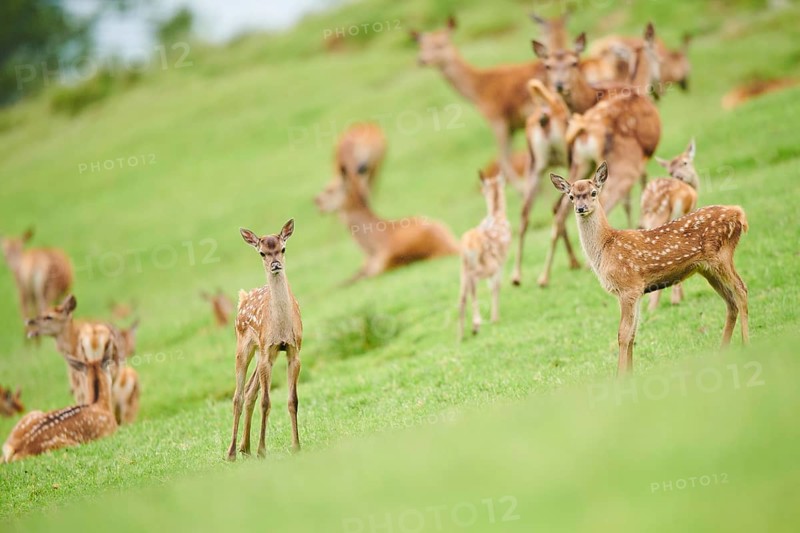 Red deer (Cervus elaphus) fawns standing on a meadow in the mountains in tirol, herd, Kitzbühel, Wildpark Aurach, Austria, Europe
