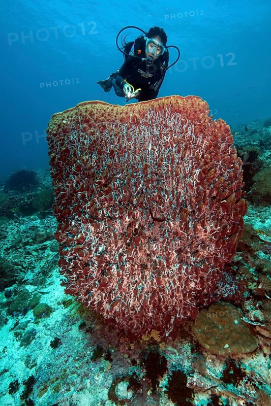 Diver looking at illuminated giant barrel sponge (Xestospongia muta) vase sponge, Pacific Ocean, Philippine Sea, Philippines, Asia