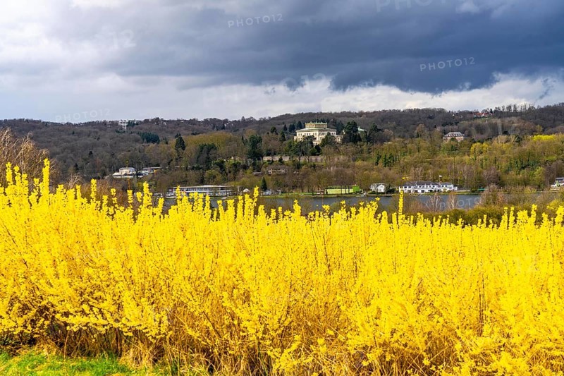 Flowering forsythia bushes, cultivation of a tree nursery, in Essen Fischlaken, in spring, March, still little green vegetation, above the Lake Baldeney, in the background the northern shore with the Villa Hügel, Essen, North Rhine-Westphalia, Germany, Europe