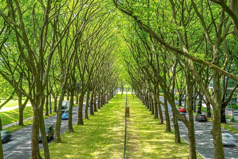 The B1, Rheinlanddamm Straße in Dortmund, an avenue of plane trees, two-way traffic in both directions, dense plane tree forest along the thoroughfare for a good 6 kilometres, part of the German Avenue Road, North Rhine-Westphalia, Germany, Europe