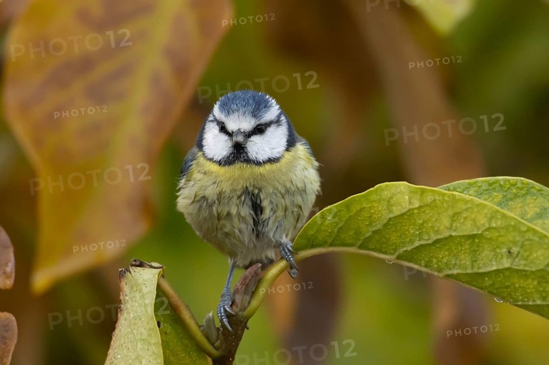 Blue tit (Cyanistes Caeruleus) adult bird amongst autumnal leaves of a garden Magnolia tree in the autumn, Suffolk, England, United Kingdom, Europe