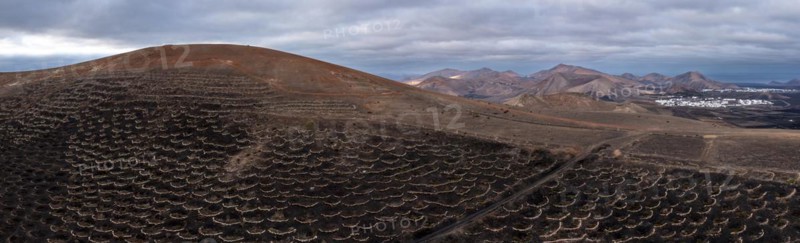 Grapevines growing in black volcanic soil in protected enclosed pits, La Geria, Lanzarote, Canary Islands, Spain, Europe