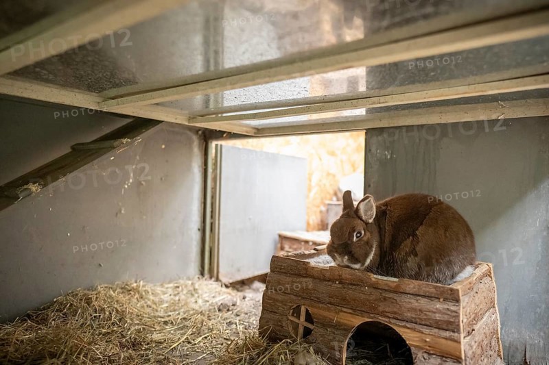 Dwarf rabbit sitting in a hutch, Stuttgart, Baden-Württemberg, Germany, Europe