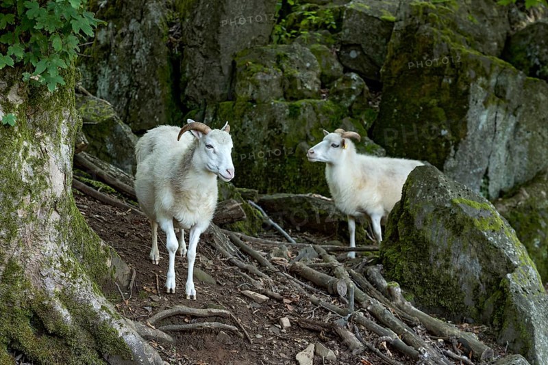 Sheep, white Domestic sheep (Ovis gmelini aries) with horn on volcanic basalt rocks, basanite, summit of Hoherodskopf mountain, Tertiary volcano, Schotten, Vogelsberg Volcanic Region nature park Park, Hesse, Germany, Europe