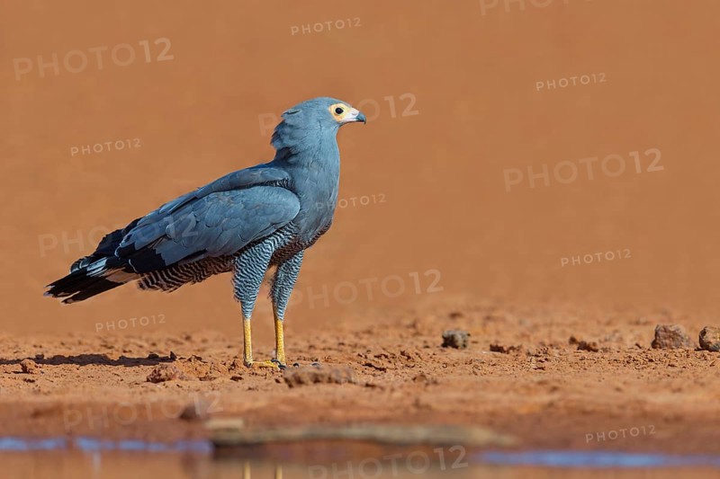 Cave harrier, Polyboroides typus), goshawk family, Morgan Kunda lodge / road to Kat, Jajari, North Bank, Gambia, Africa