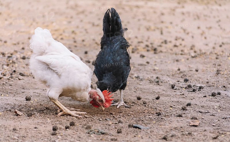 Rooster and a hen eating in a yard, two chickens eating in a home yard, close up of a rooster and a hen in a yard