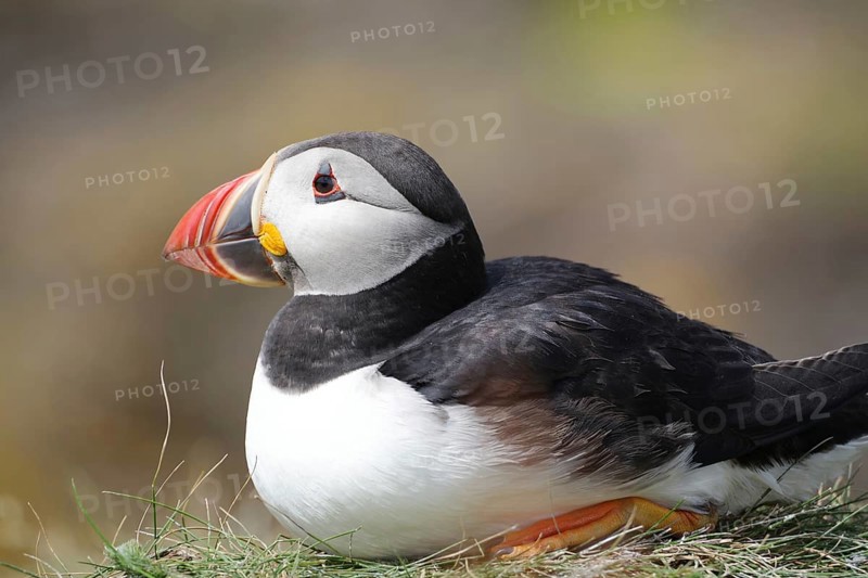 Puffin lying in grass in natural environment, Lunga Island, Treshnish Isles, Inner Hebrides, Scotland, United Kingdom, Europe