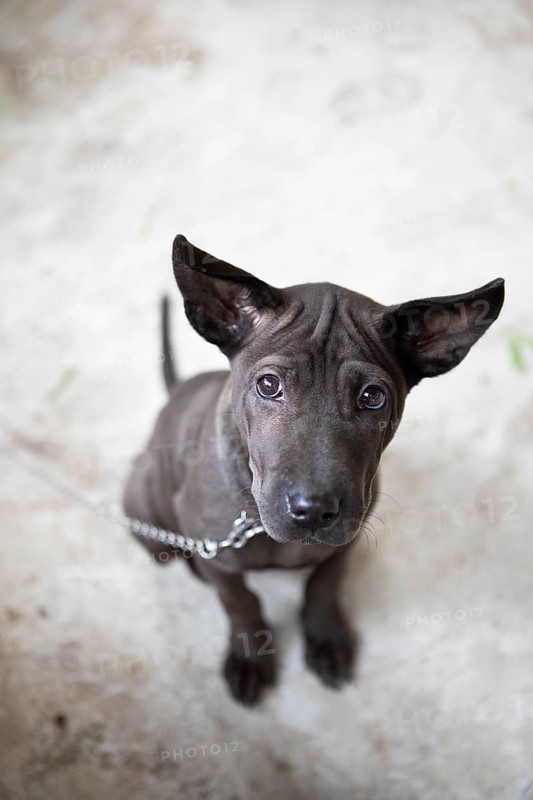 Domestic dog (Canis lupus familiaris) on a chain looking sadly into the camera, Gia Luan harbour, Cat Ba Island, Halong Bay, Vietnam, Asia
