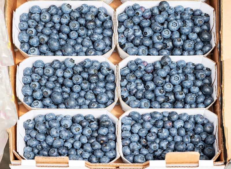 Fresh european blueberry (Vaccinium myrtillus) sorted in cardboard trays, Bavaria, Germany, Europe