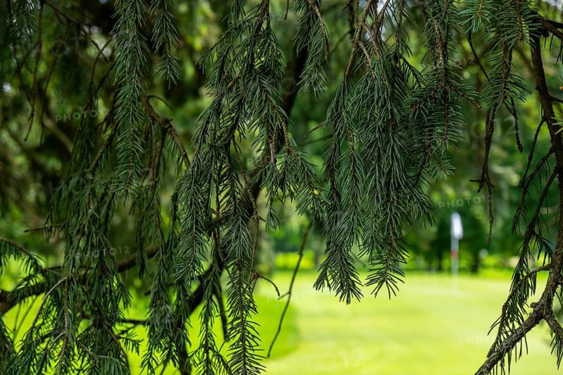 Tree Branch and Putting Green with a Flag on Golf Course in a Sunny Day in Switzerland