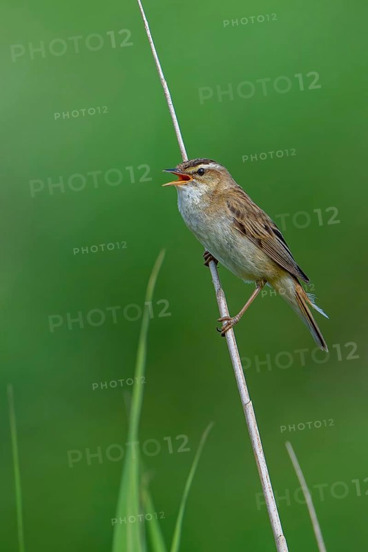 Sedge warbler (Acrocephalus schoenobaenus, Motacilla schoenobaenus) calling from reed stem in reedbed in summer