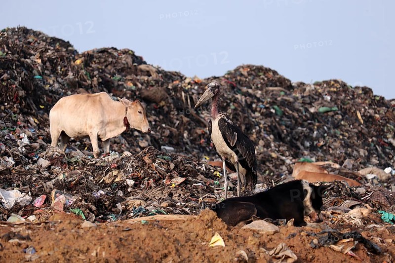 A Greater Adjutant Stork, cow and dog on a garbage-heap at Boragaon dumping site, on the eve of World Environment Day, in Guwahati, Assam, India on Friday, June 4, 2021. The World Environment Day is observed every year on June 5, and the theme of this year is Air Pollution