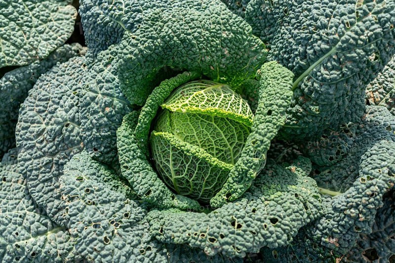 Agriculture, Savoy cabbage heads growing in a field