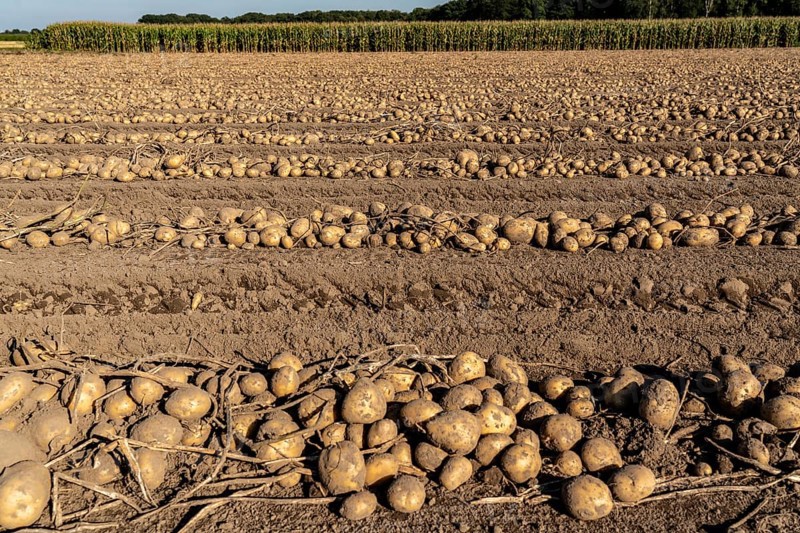 Potato harvest, Melodie variety, so-called split harvesting method, first the tubers are taken out of the ground with a row planter, then, after a short drying phase, collected and loaded with a bunker harvester, North Rhine-Westphalia, Germany, Europe