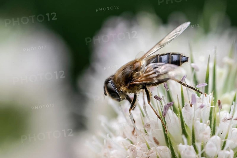 Tapered Dronefly (Eristalis pertinax), Emsland, Lower Saxony, Germany, Europe
