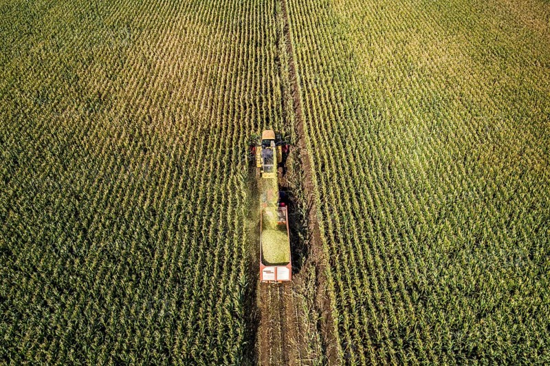 Maize harvest, combine harvester, chopper works its way through a maize field, the silage is pumped directly into a trailer, serves as cattle feed, Lower Rhine, Rees, North Rhine-Westphalia, Germany, Europe