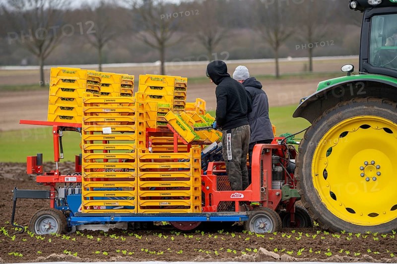 Lettuce plants, in press pots, they are planted in a field with a planting machine, agriculture, spring