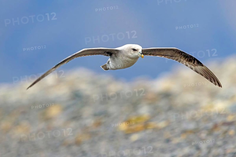 Northern fulmar (Fulmarus glacialis), Spitsbergen, Longyearbyen, Svalbard / Spitsbergen, Norway, Europe
