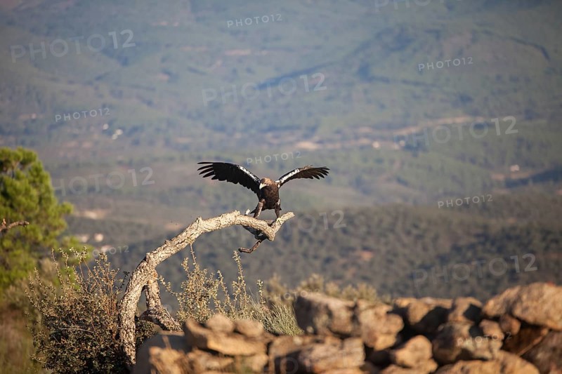Iberian Eagle (Aquila adalberti), Spanish imperial eagle, Extremadura, Castilla La Mancha, Spain, Europe