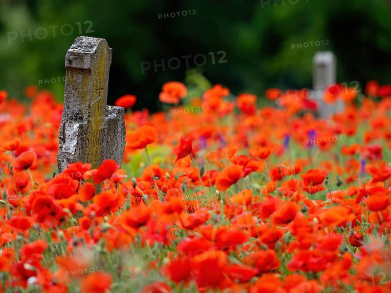 Poppy, poppy, cemetery, gravestone, cross, flowers, poppies, Tiszaalp-r, Kiskuns-gi National Park, B-cs-Kiskun, Hungary, Europe