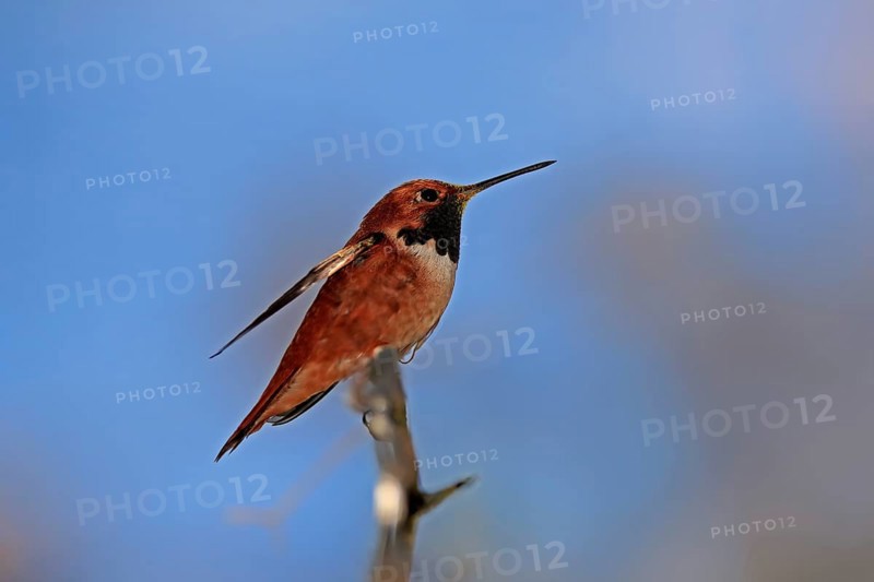 Rufous hummingbird (Selasphorus rufus), adult, male, perch, Sonoran Desert, Arizona, North America, USA, North America