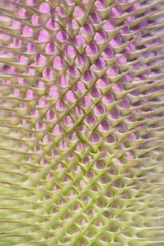 Wild teasel (Dipsacus fullonum), inflorescence in front of flowering, close-up, North Rhine-Westphalia, Germany, Europe