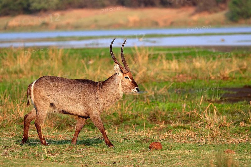Ellipsen waterbuck (Kobus ellipsiprymnus), adult, male, foraging, vigilant, Kruger National Park, Kruger National Park, Krugerpark, South Africa, Africa