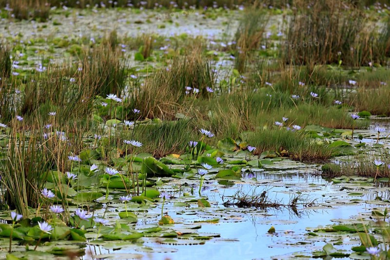 Blue water lily (Nymphaea capensis), Blue Cape water lily, flowering, in the water, Saint Lucia Estuary, Wetland Park, Kwazulu Natal, South Africa, Africa
