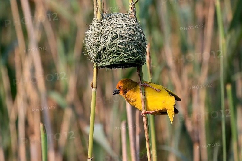 Eastern golden weaver (Ploceus subaureus), adult, male, at nest, Saint Lucia Estuary, Isimangaliso Wetland Park, Kwazulu Natal, South Africa, Africa