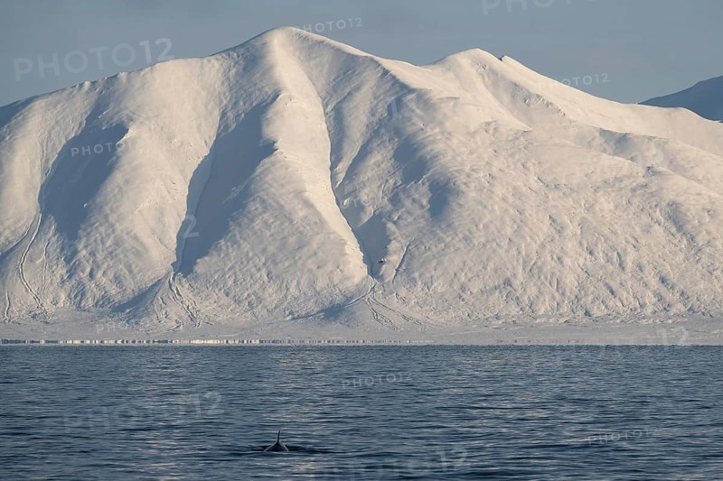 Minke whale (Balaenoptera acutorostrata) with dorsal fin surfacing, snowy mountains, Woodfjord, Svalbard and Jan Mayen, Norway, Europe