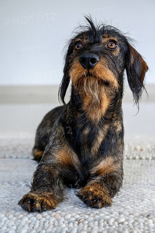 Rough-haired dachshund, male, 3 years old, lying on a carpet and looking up attentively. The black and brown coat looks wiry, Stuttgart, Baden-Württemberg, Germany, Europe