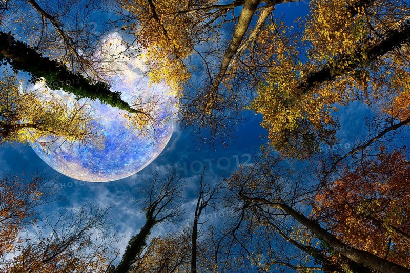 View from the forest upwards into the blue sky, colourful autumn leaves and the planet Mercury, Composing, Grenzach- Wyhlen, Baden- Württemberg, Germany, Europe