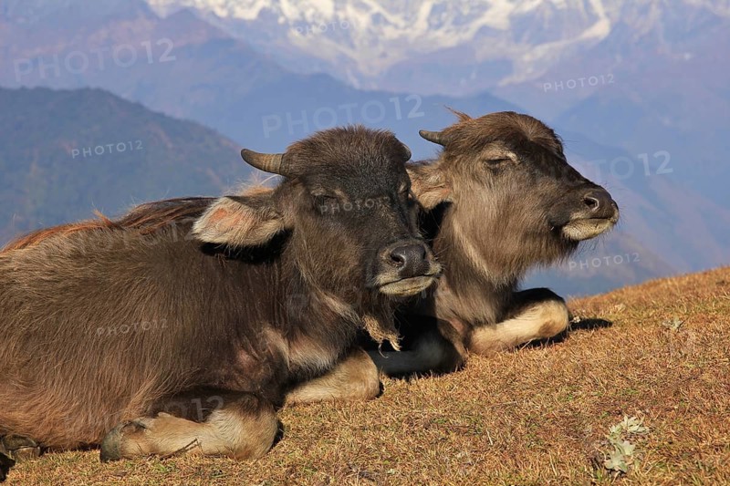 Water buffalo calves resting on a hill in Nepal