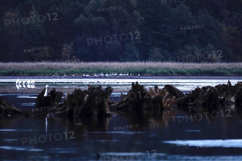 Great White Egret, Upper Lusatian Heath and Pond Landscape, October, Lusatia, Saxony, Germany, Europe
