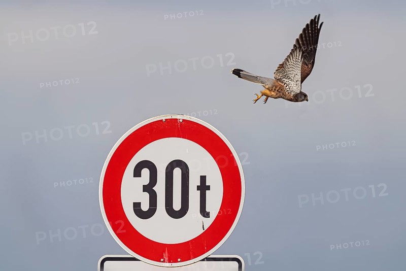 Kestrel (Falco tinnunculus) sitting on a traffic sign. StVO, VZ 262-30, prohibition for vehicles over 30 tonnes. Weilheim an der Teck, Baden-Württemberg, Germany, Europe