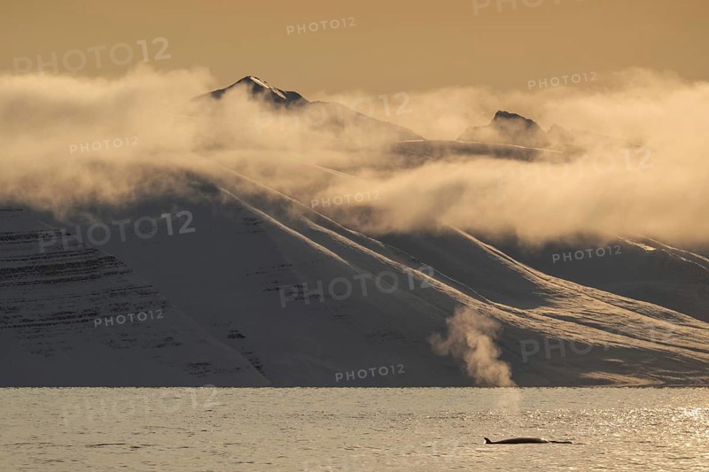 Minke whale (Balaenoptera acutorostrata) with dorsal fin surfacing, blow, snowy mountains, Woodfjord, Svalbard archipelago, Svalbard and Jan Mayen, Norway, Europe