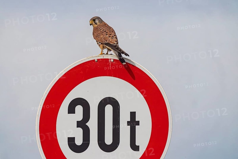 Kestrel (Falco tinnunculus) sitting on a traffic sign. StVO, VZ 262-30, prohibition for vehicles over 30 tonnes. Weilheim an der Teck, Baden-Württemberg, Germany, Europe