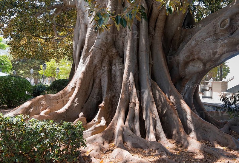 A large tree with impressive roots and dense foliage, rubber tree, Indian rubber tree (Ficus elastica), Cádiz, Cadiz, Andalusia, Spain, Europe