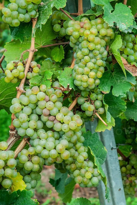 Ripe grapes on a grapevine, Riesling grape, Mosel, Rhineland-Palatinate, Germany, Europe