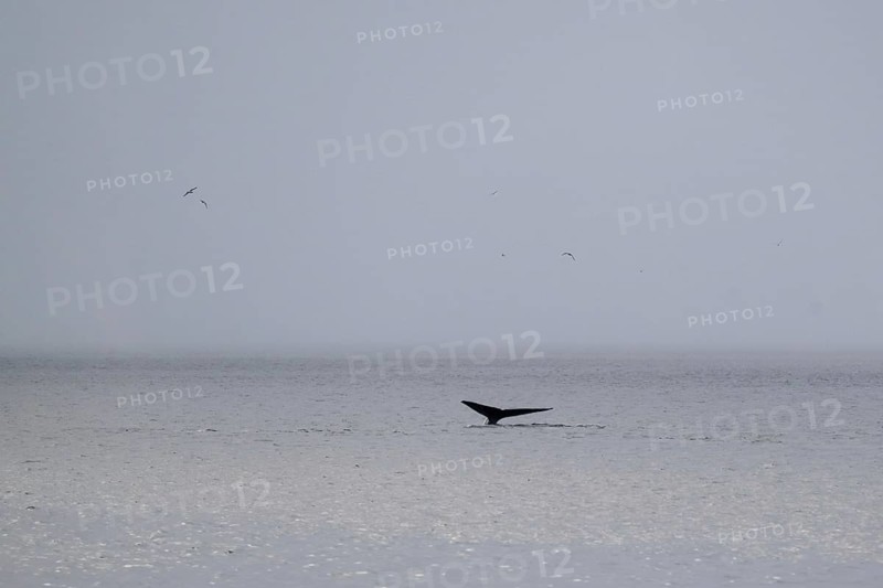Blue whale (Balaenoptera musculus) raises its tail fin or fluke to dive to feed, Woodfjord, Svalbard and Jan Mayen archipelago, Norway, Europe