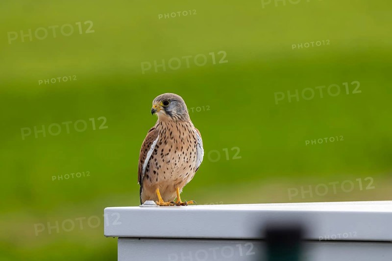 Kestrel (Falco tinnunculus) . Weilheim an der Teck, Baden-Württemberg, Germany, Europe