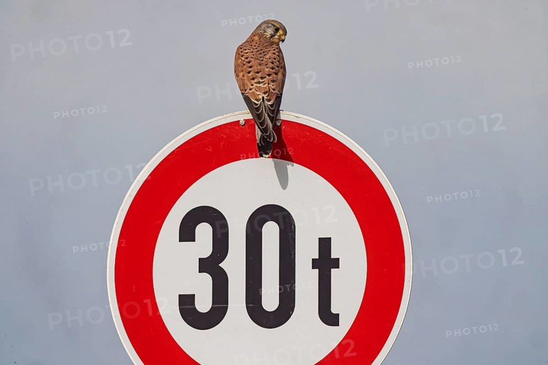 Kestrel (Falco tinnunculus) sitting on a traffic sign. StVO, VZ 262-30, prohibition for vehicles over 30 tonnes. Weilheim an der Teck, Baden-Württemberg, Germany, Europe