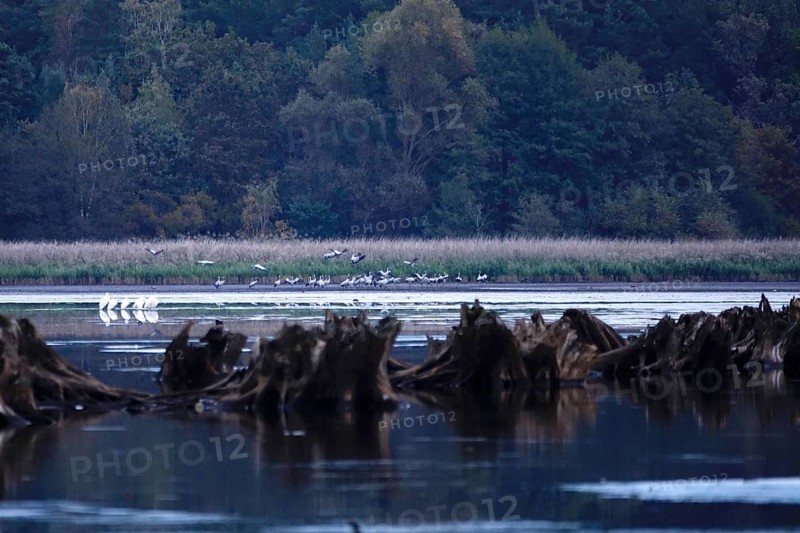 Great White Egret, Upper Lusatian Heath and Pond Landscape, October, Lusatia, Saxony, Germany, Europe