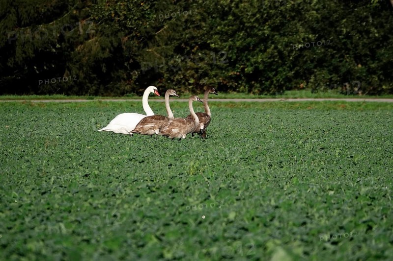 Swans, Upper Lusatian heath and pond landscape, October, Lusatia, Saxony, Germany, Europe